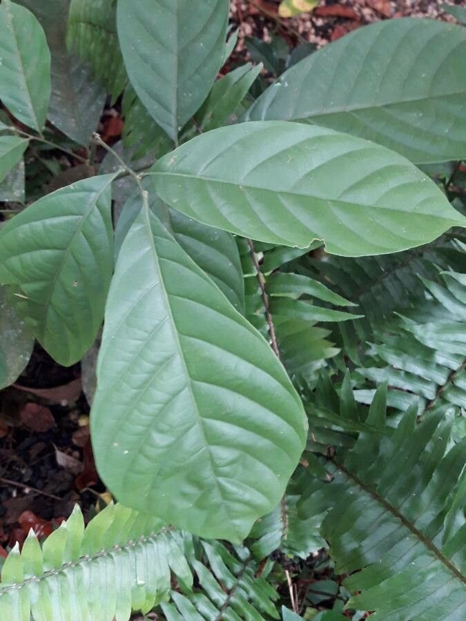 Lansium parasiticum — houseplant care guide