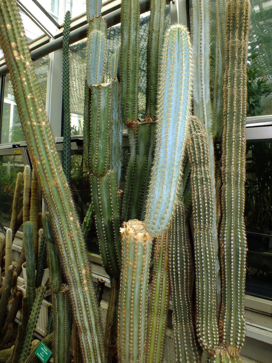 Pilosocereus polygonus habit
