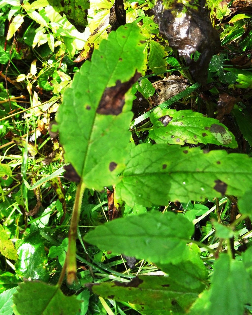 Nepeta sibirica — search result for 'Nepeta'