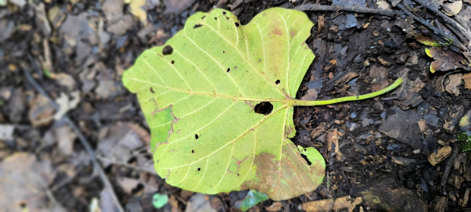 Pterygota mildbraedii — houseplant care guide