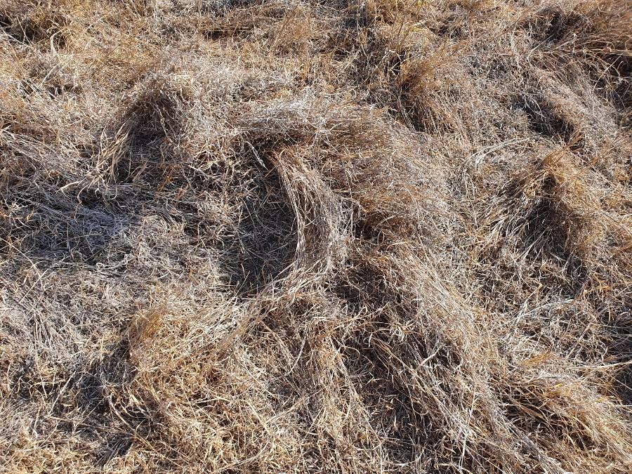 Ischaemum afrum leaf