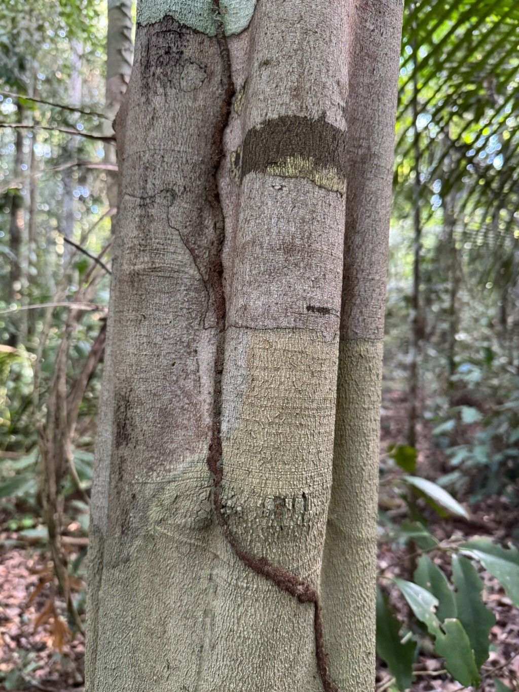 Swartzia myrtifolia bark