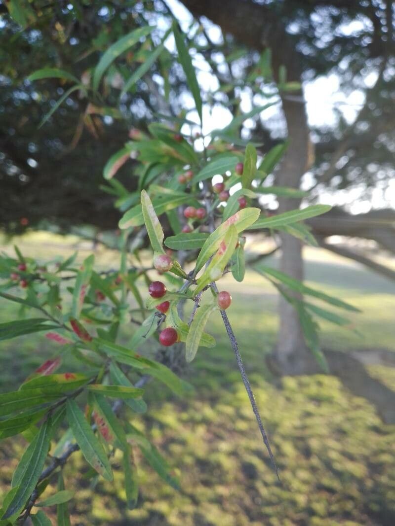 Schinus longifolia fruit