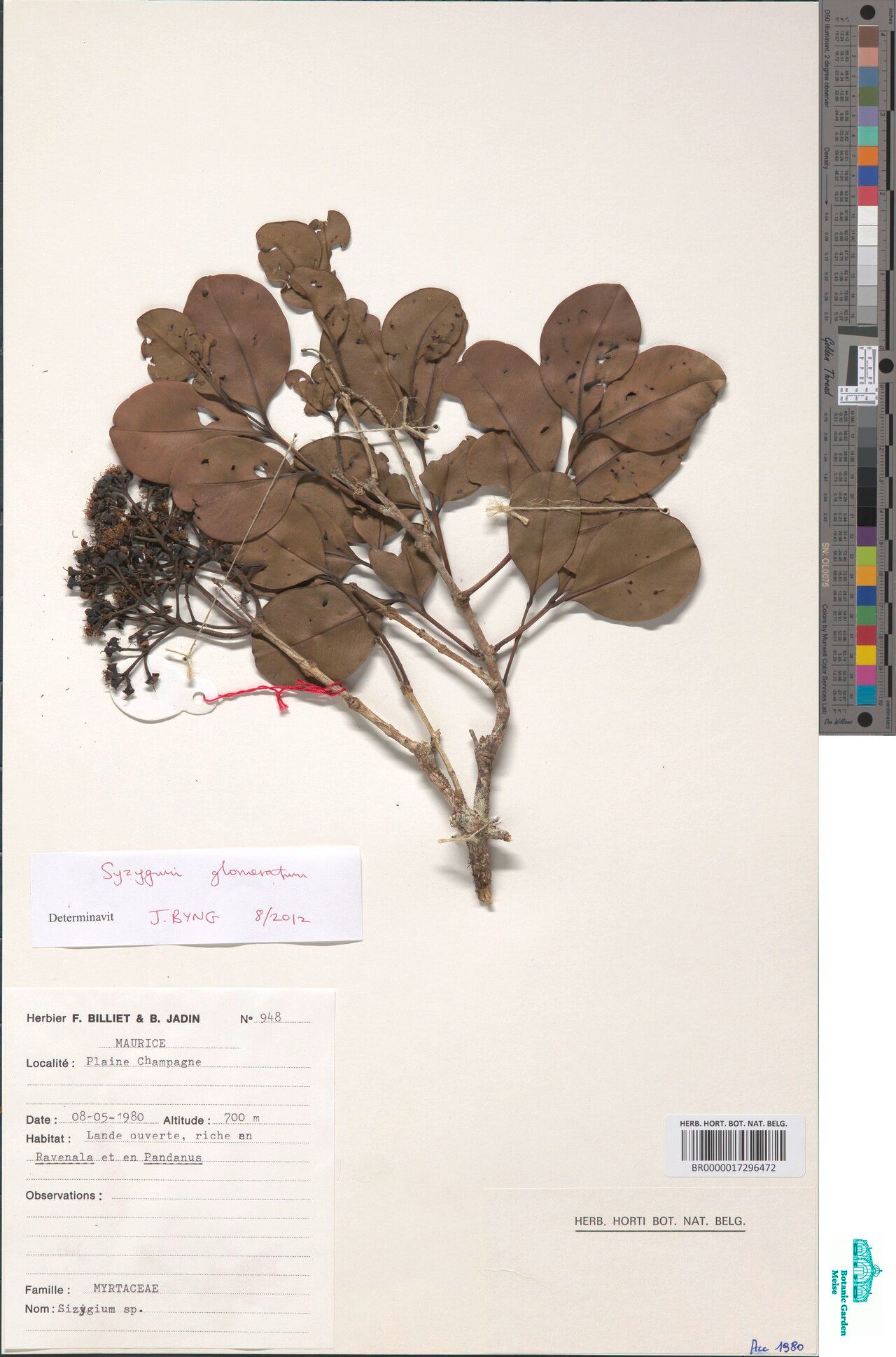 Syzygium glomeratum — houseplant care guide