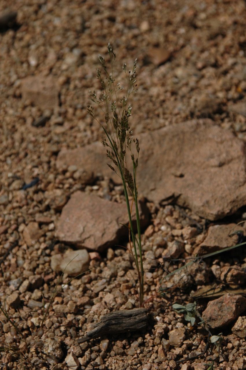 Aira multiculmis habit