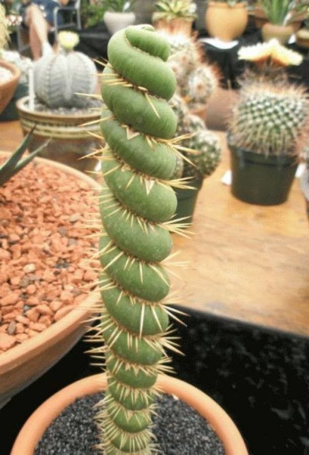 Eulychnia castanea bark