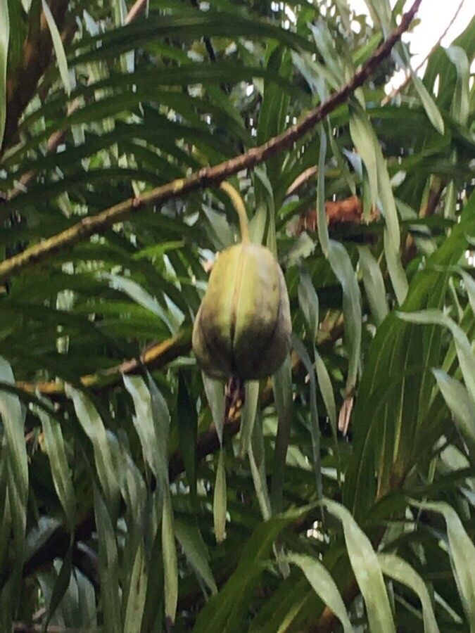 Grammatophyllum speciosum fruit