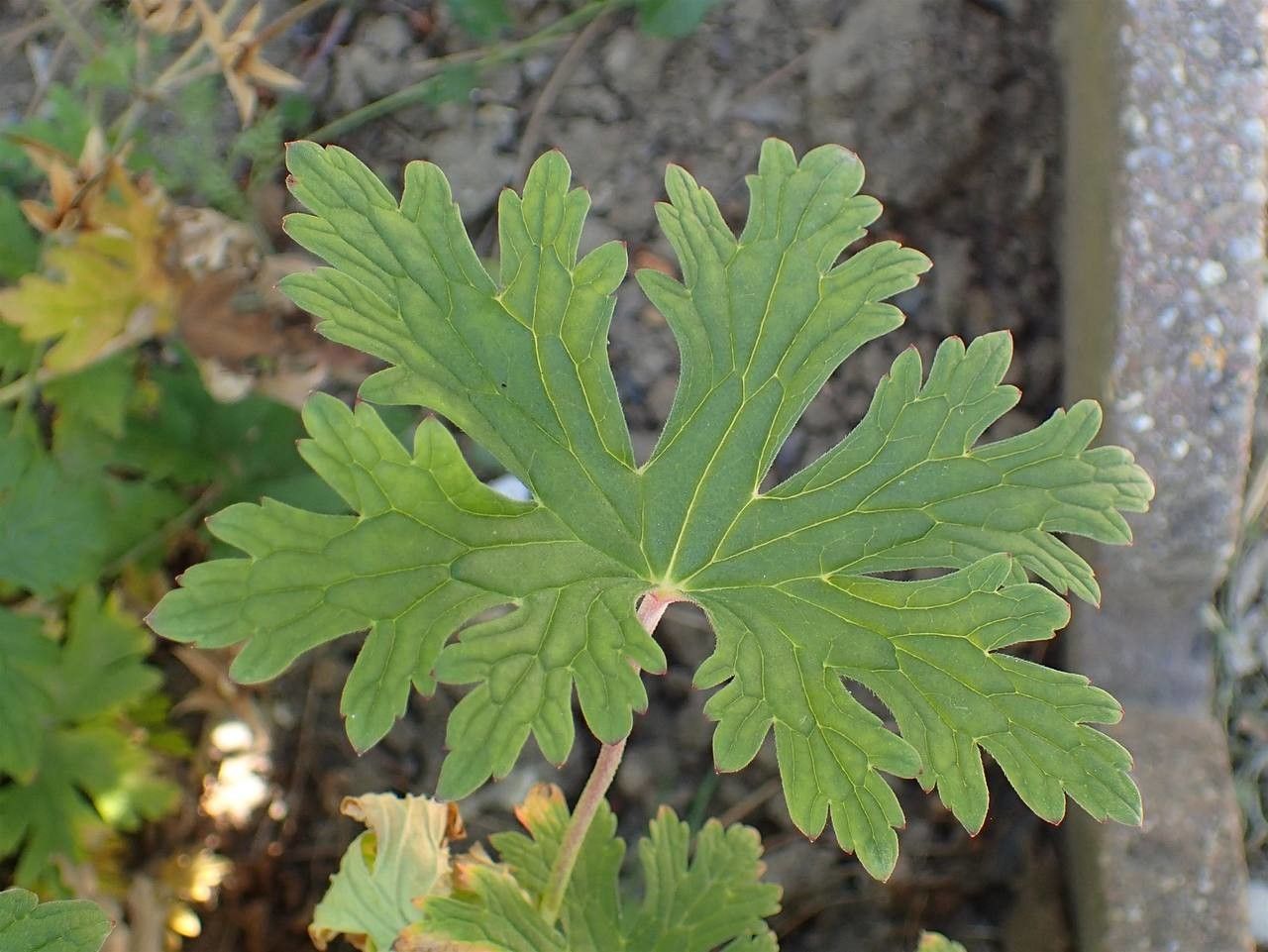 Geranium himalayense
