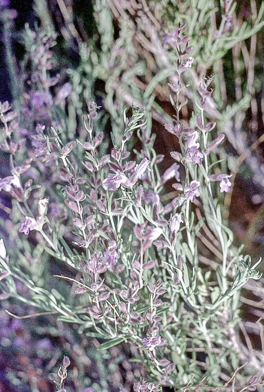 Poliomintha incana — houseplant care guide