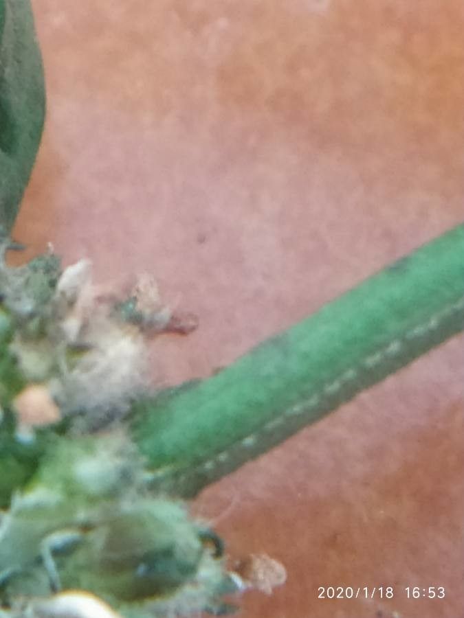 Diodia ocymifolia bark