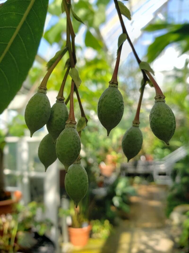 Elaeocarpus grandiflorus fruit