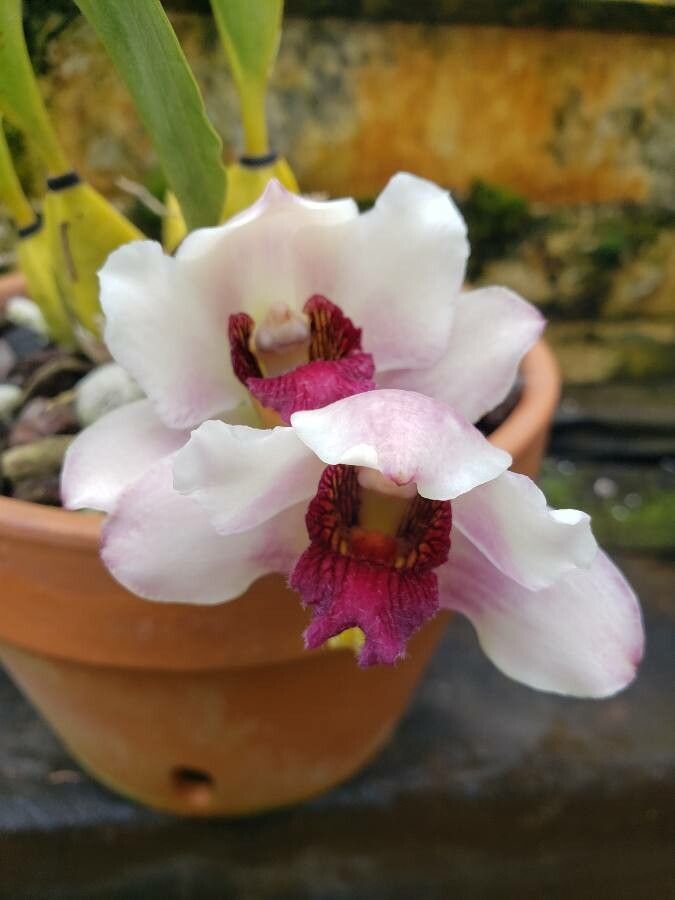 Bifrenaria harrisoniae flower