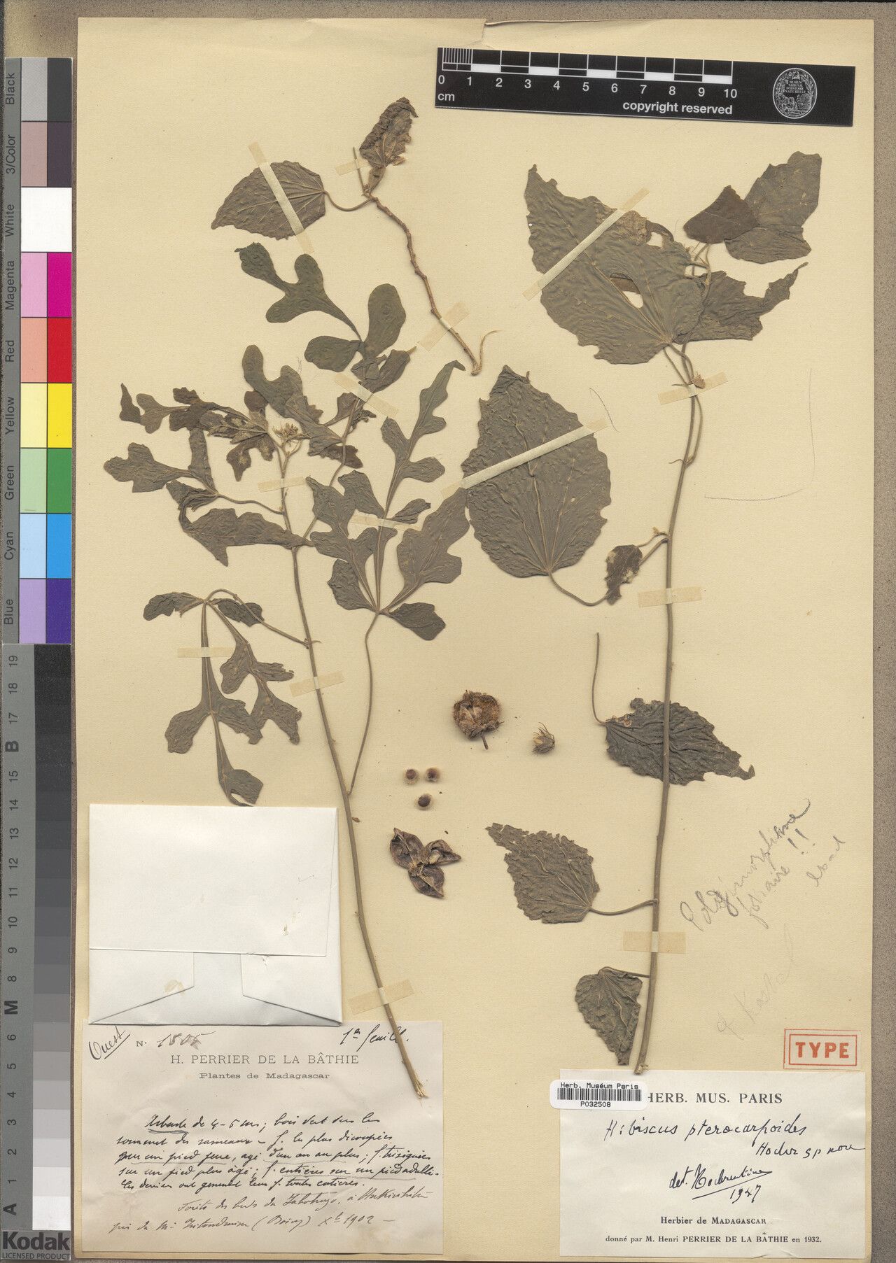 Hibiscus pterocarpoides — houseplant care guide