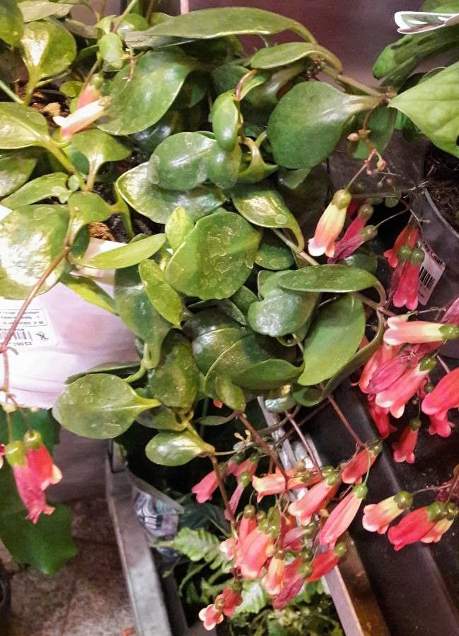 Bryophyllum manginii habit