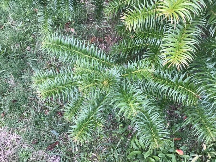 Cunninghamia lanceolata leaf