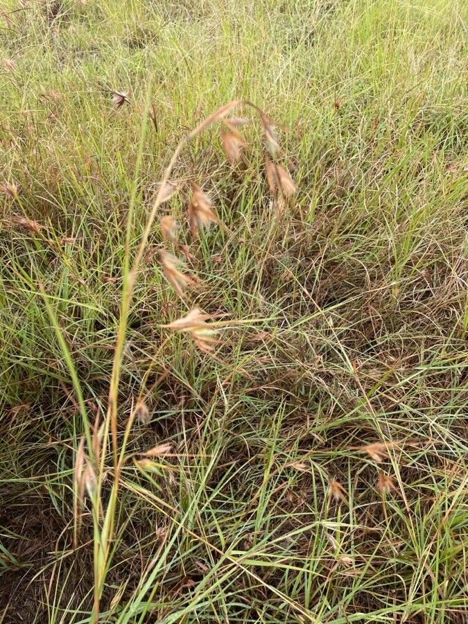 Themeda triandra — houseplant care guide