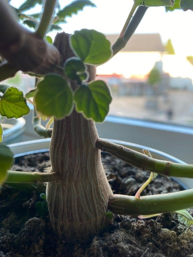 Plectranthus ernstii bark