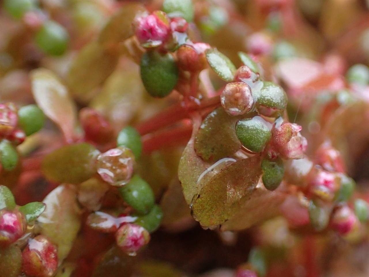 Elatine hexandra flower