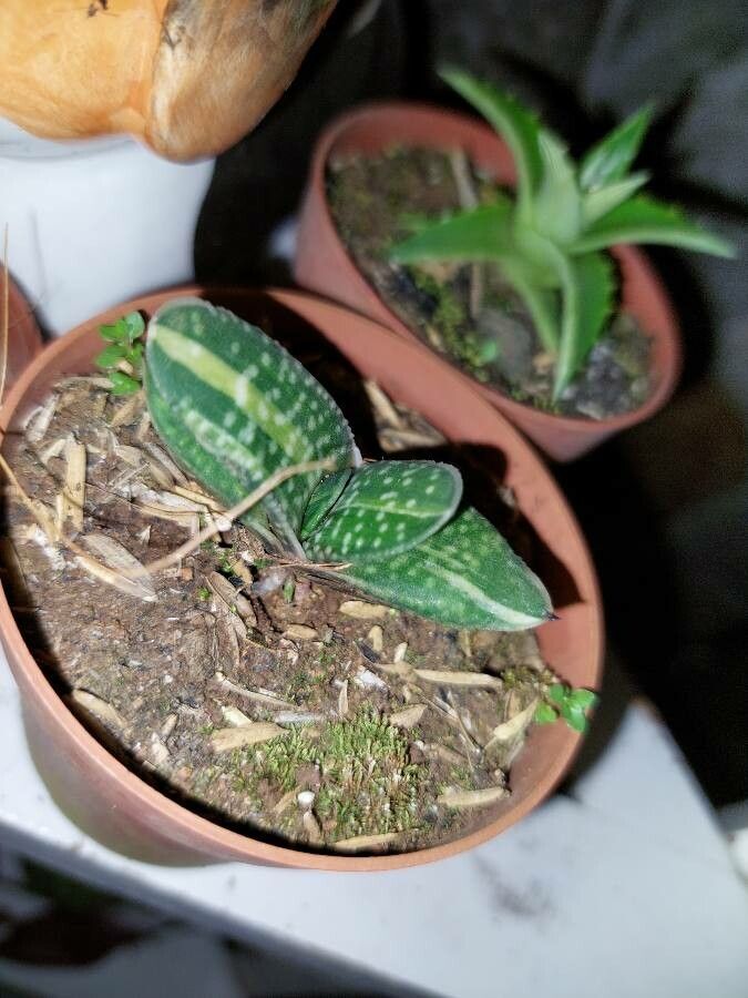 Gasteria pillansii flower