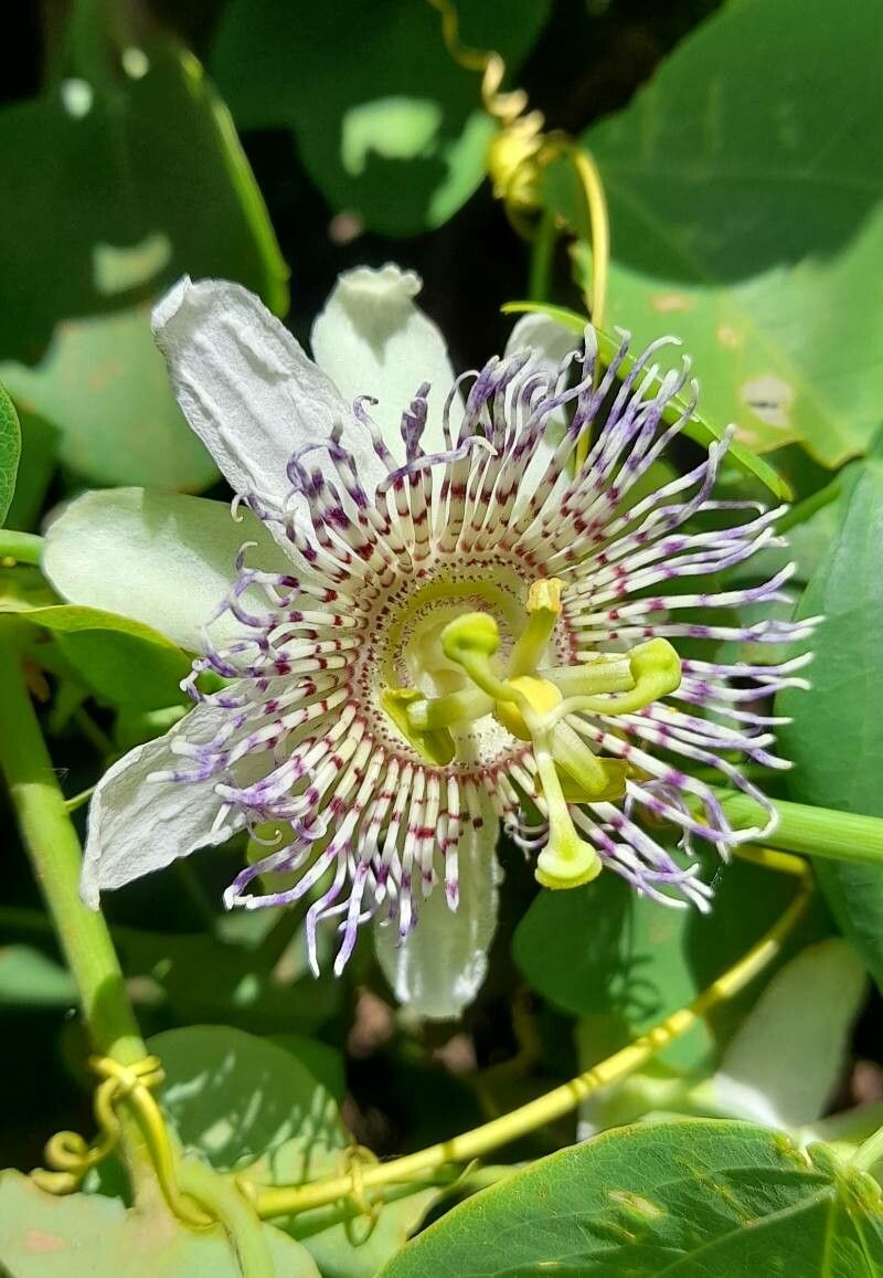 Passiflora elegans flower