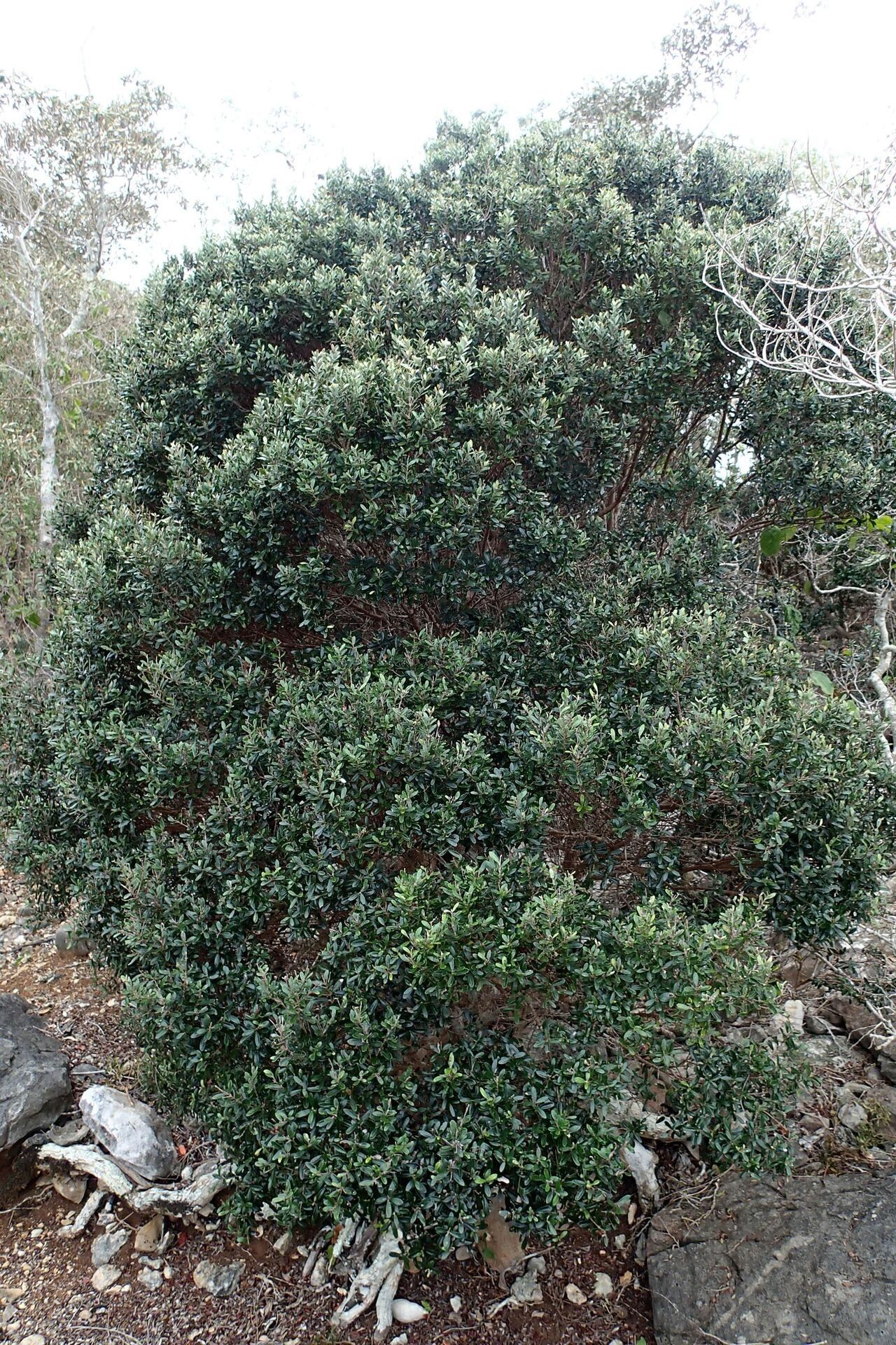 Eugenia balansae habit