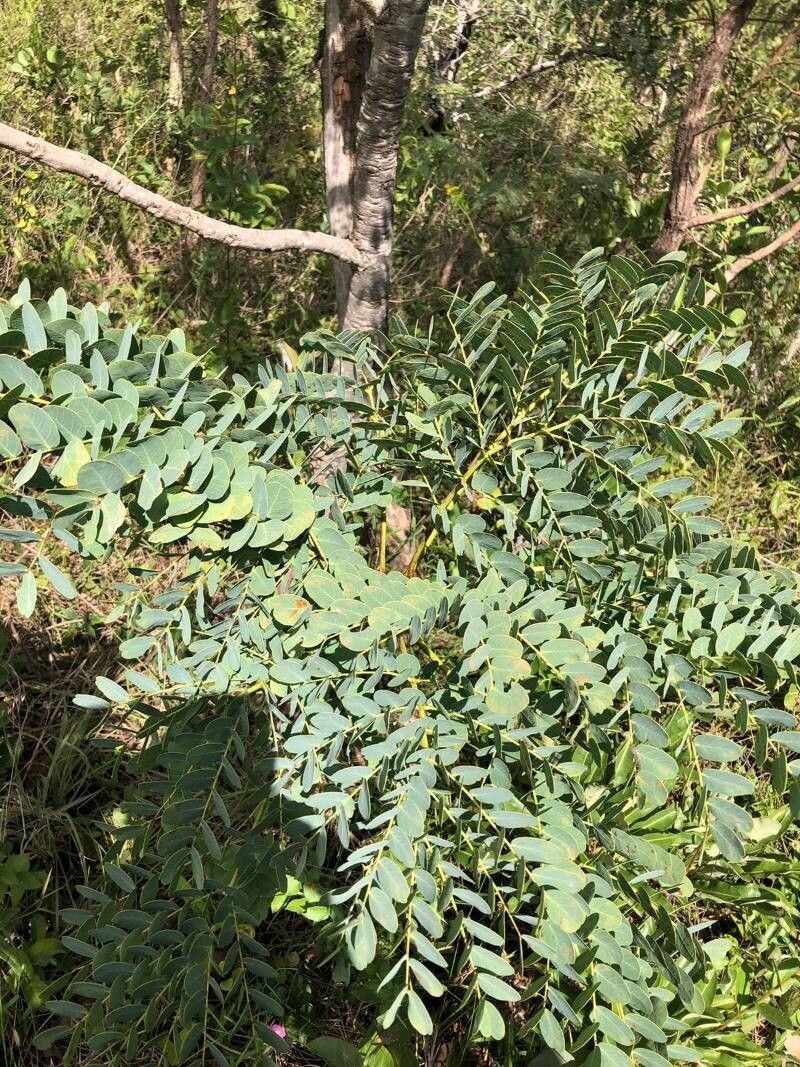 Dimorphandra mollis — houseplant care guide