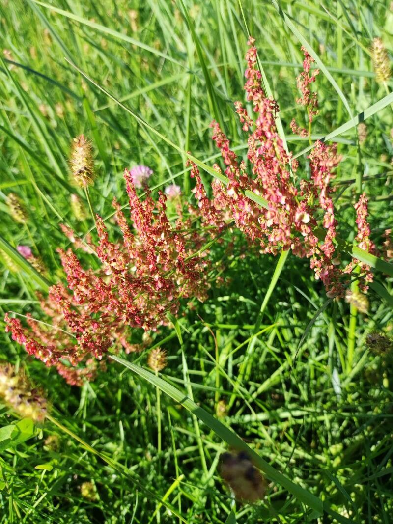 Rumex thyrsoides flower