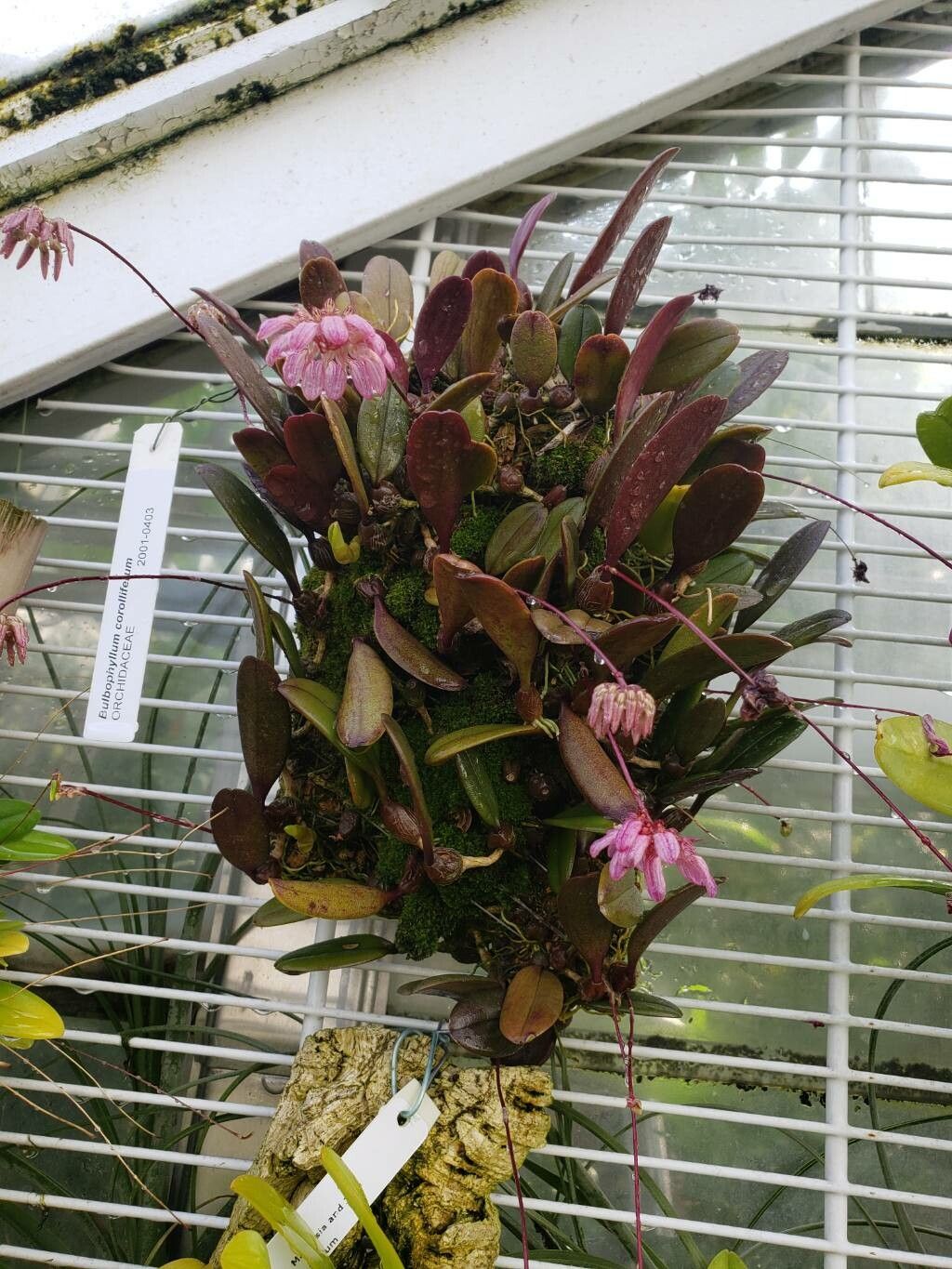 Bulbophyllum corolliferum habit