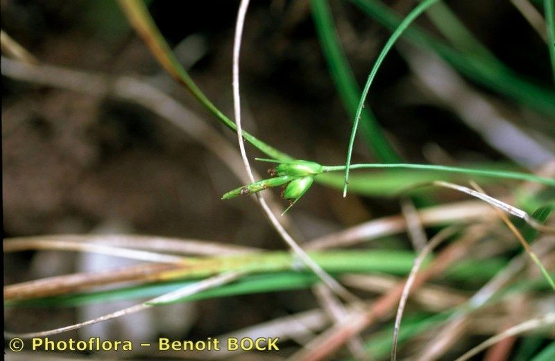 Carex oedipostyla bark