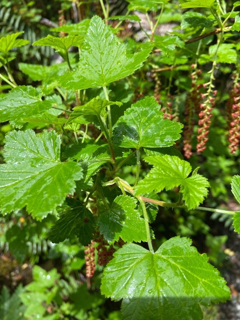 Ribes magellanicum — search result for 'Chile'