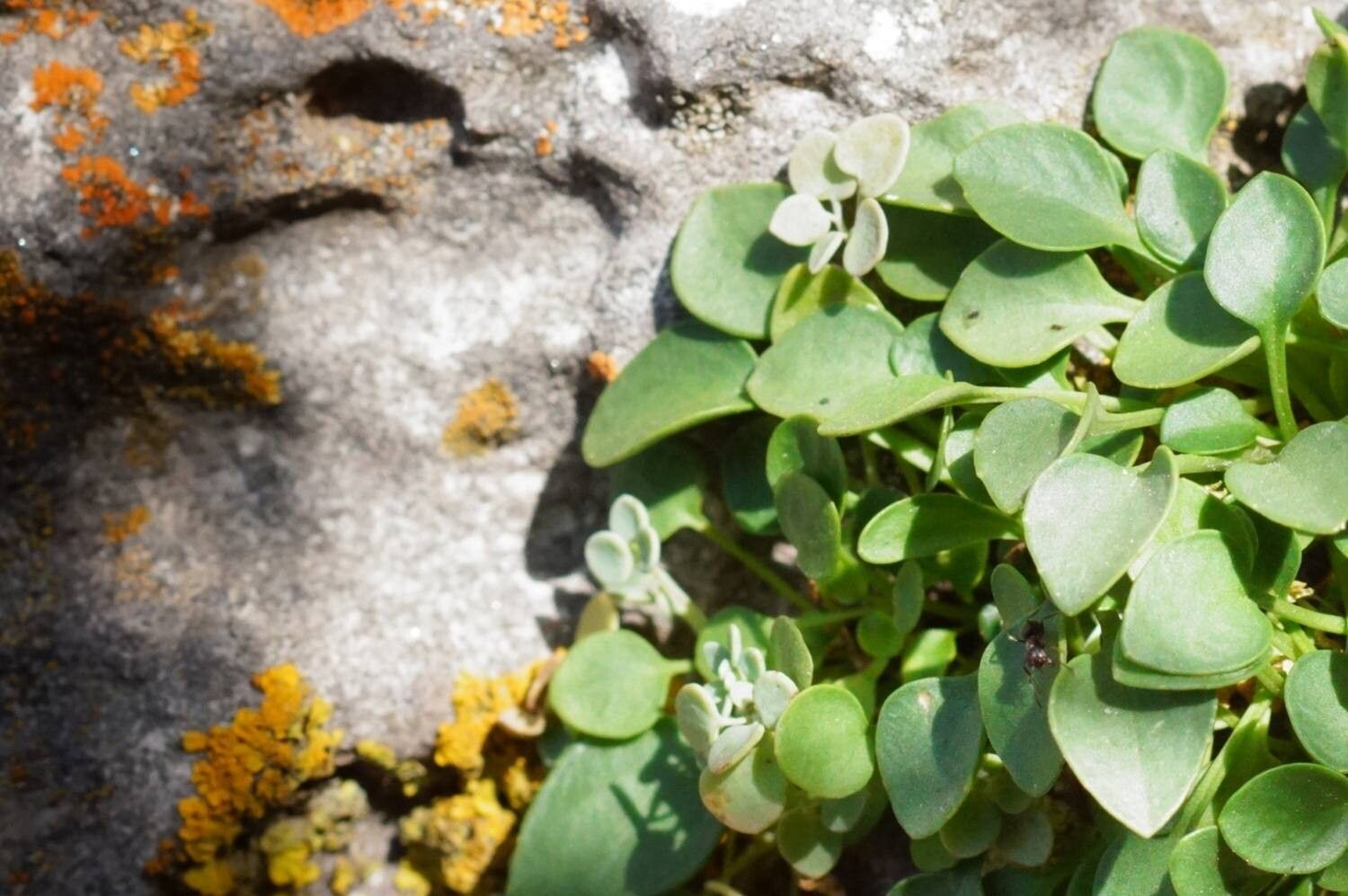 Valeriana longiflora flower