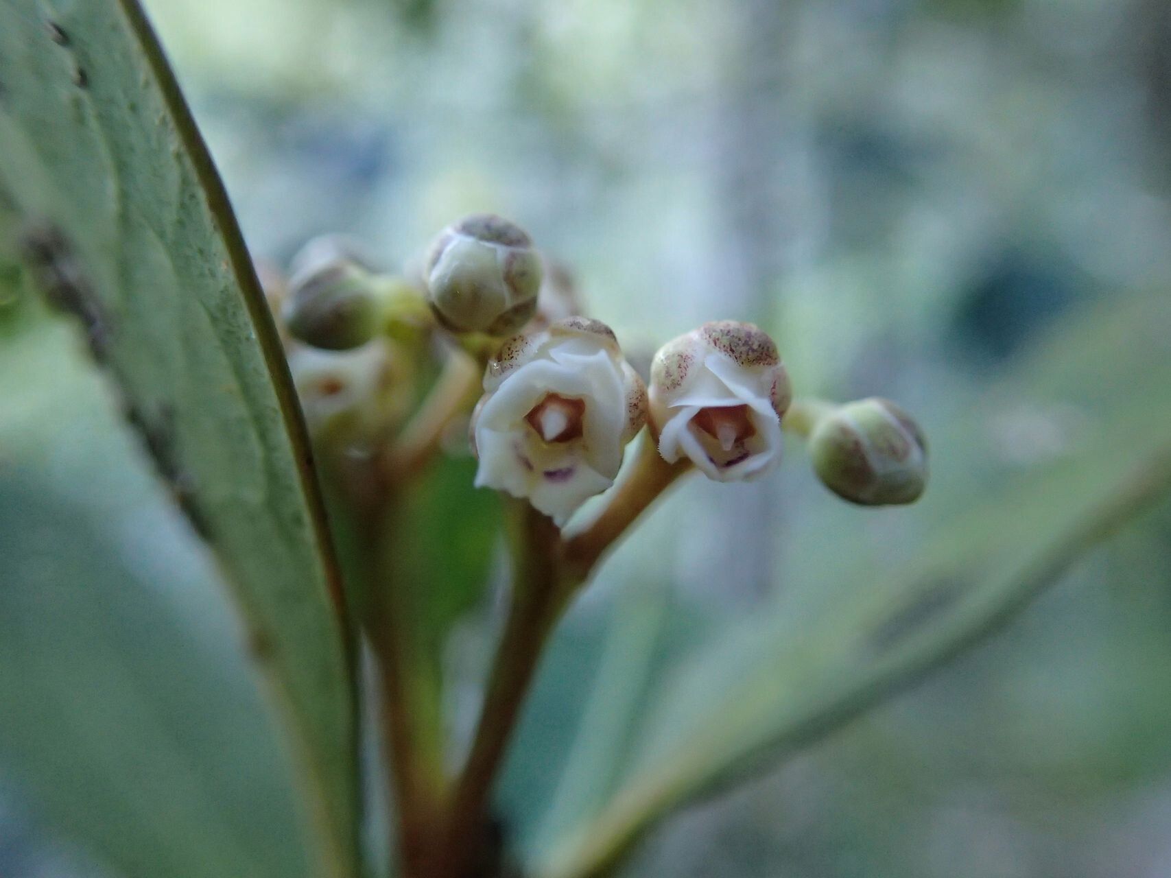 Hybanthus caledonicus flower