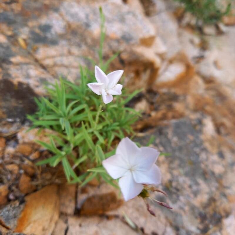 Dianthus gyspergerae habit