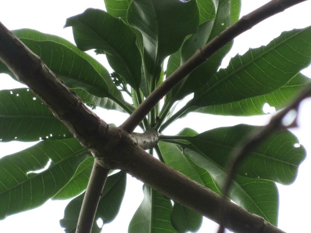 Rauvolfia sellowii — search result for 'Rauvolfia'