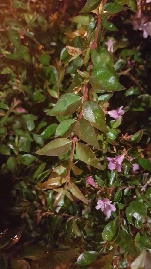Epilobium hornemannii leaf