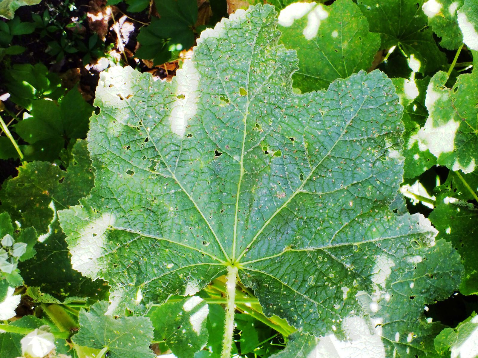 Alcea setosa — search result for 'Turkey'