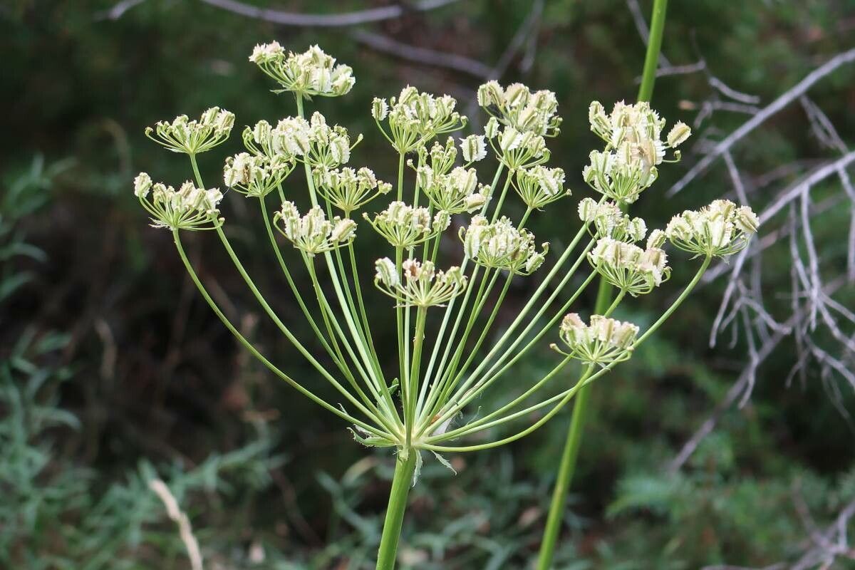 Laserpitium gallicum flower