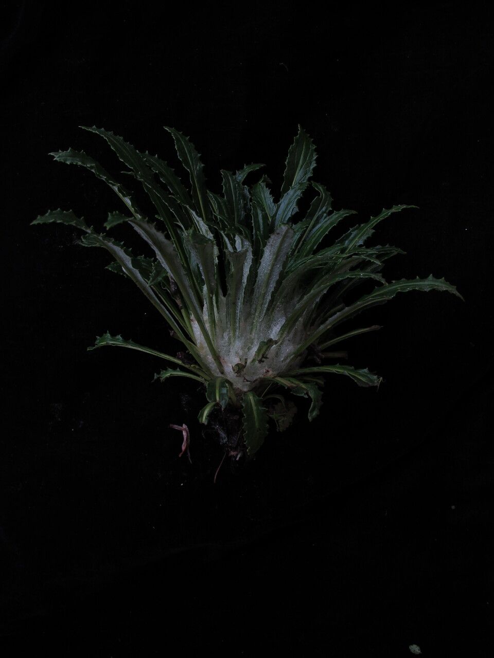 Saussurea topkegolensis — houseplant care guide