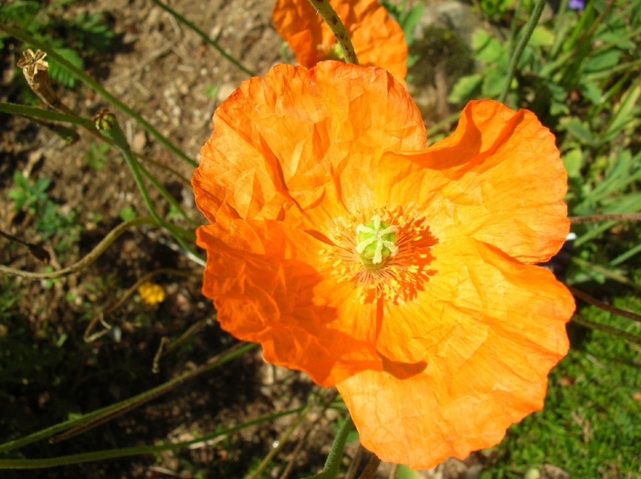 Papaver lapponicum flower