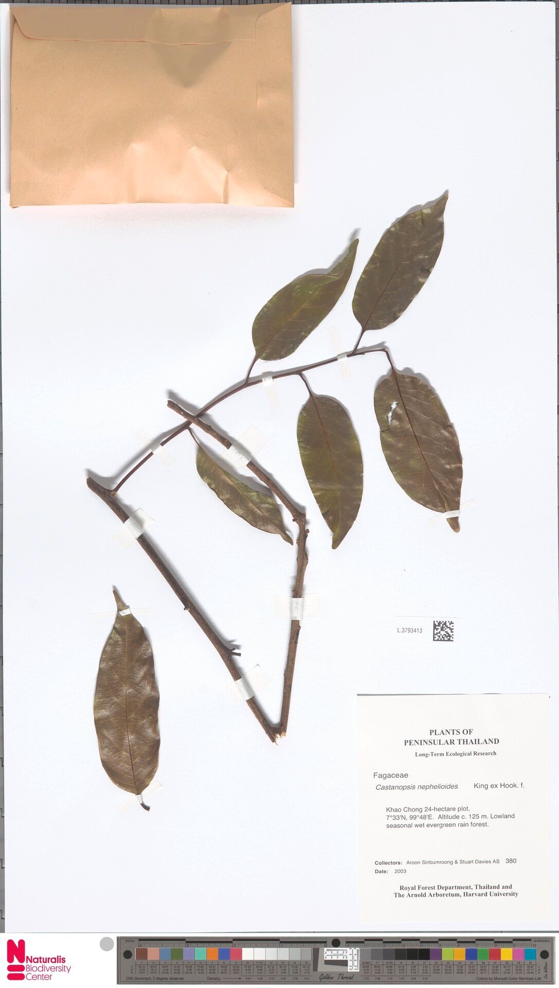 Castanopsis nephelioides — search result for 'Castanopsis'