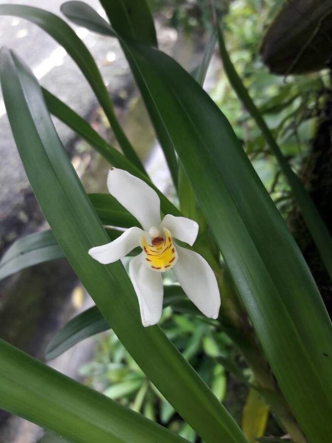 Camaridium ochroleucum flower
