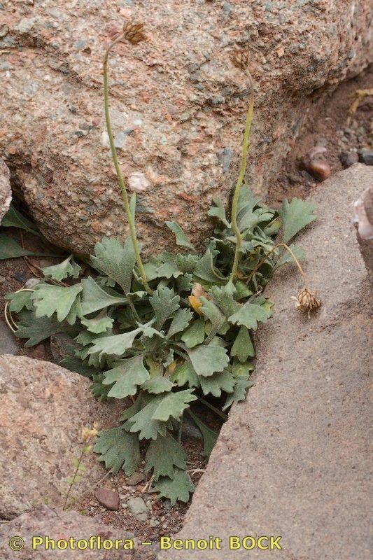 Rhodanthemum quezelii habit