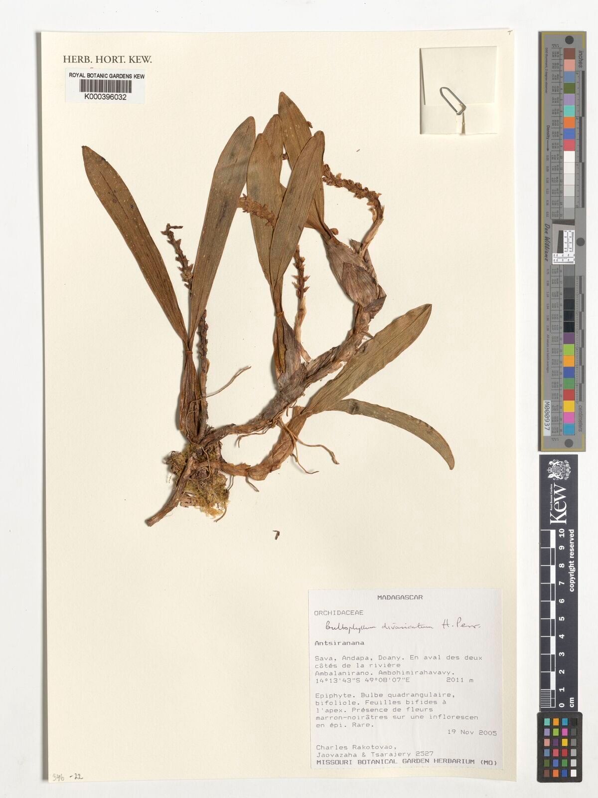 Bulbophyllum divaricatum — houseplant care guide