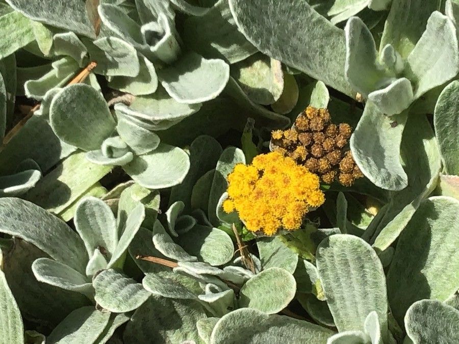 Helichrysum basalticum flower