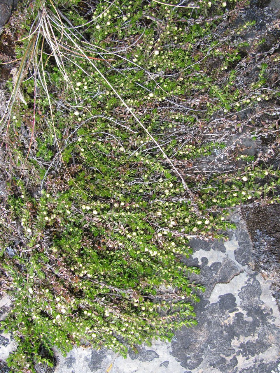 Galium corymbosum habit