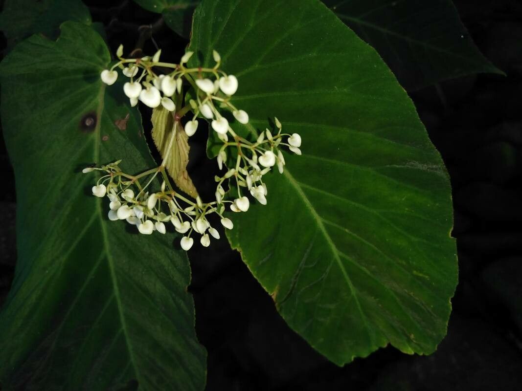 Begonia convallariodora flower