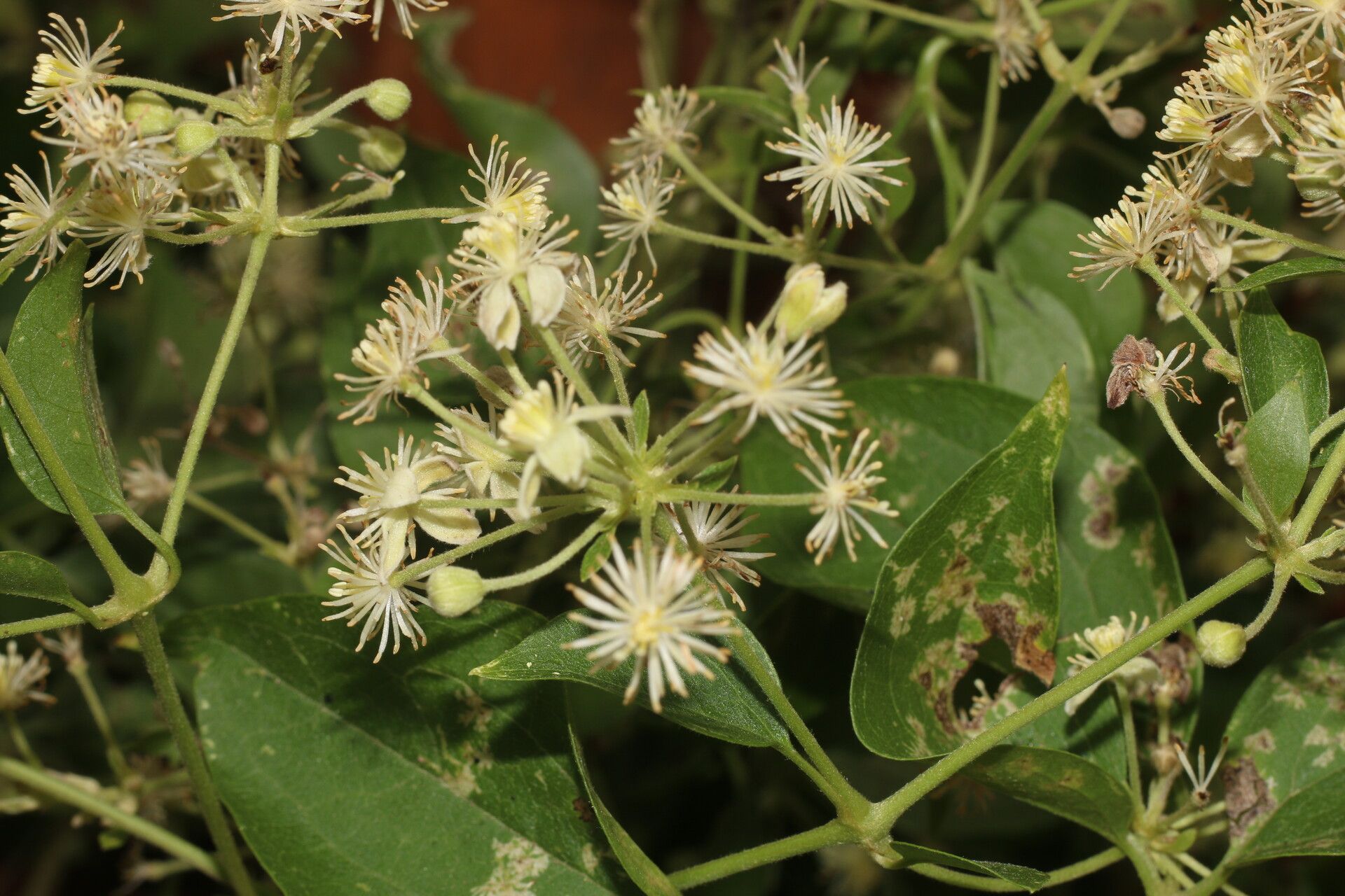 Clematis acapulcensis flower