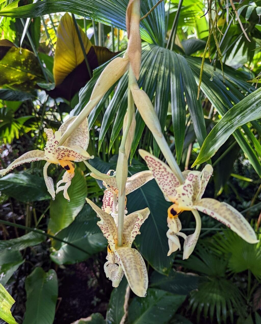 Stanhopea whittenii flower