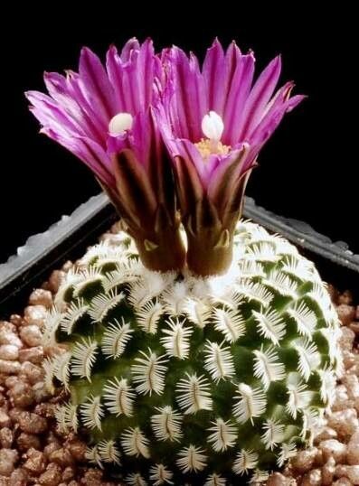 Turbinicarpus × pulcherrimus — houseplant care guide