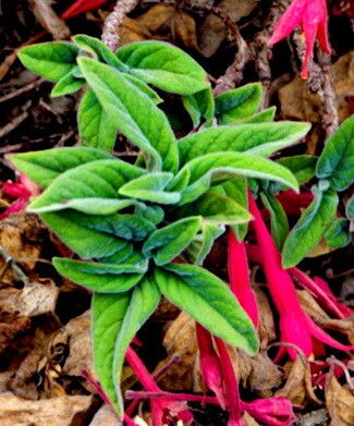 Fuchsia apetala